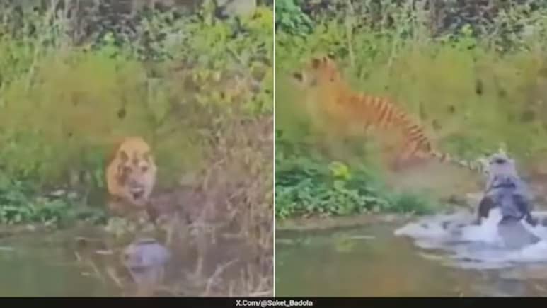 नदी से निकला मौत का शिकारी! पानी पीने पहुंचा बाघ, मगरमच्छ ने कर दिया हमला, फिर जो हुआ, खड़े हो जाएंगे रोंगटे