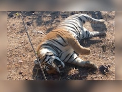Tiger Death In Madhya Pradesh Pushes Year's Toll To Highest Since 1973
