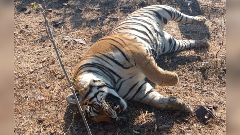 Tiger Death In Madhya Pradesh Pushes Year's Toll To Highest Since 1973