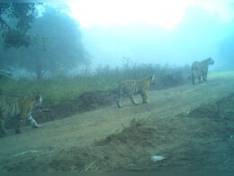 बाघिन ने 3 शावकों को द‍िया जन्‍म, वन मंत्री ने सोशल मीड‍िया पर क‍िया पोस्‍ट