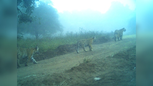 बाघिन ने 3 शावकों को द‍िया जन्‍म, वन मंत्री ने सोशल मीड‍िया पर क‍िया पोस्‍ट
