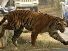 बाघ ने 2 मजदूरों को मार डाला, टाइगर अटैक से चंद्रपुर में फैली दहशत