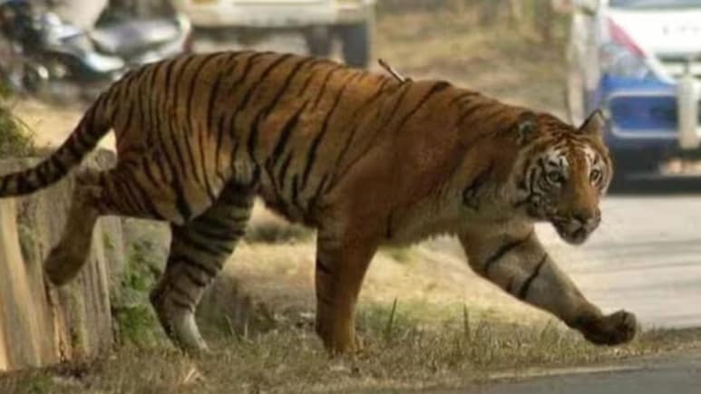 बाघ ने 2 मजदूरों को मार डाला, टाइगर अटैक से चंद्रपुर में फैली दहशत