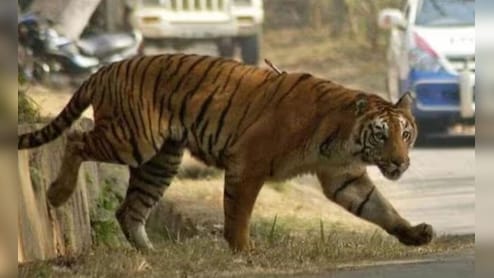 MP में बांधवगढ़ से सटे गांव में घुसा बाघ, युवक पर हमला कर घर में घुसा; रेस्क्यू में लगे 8 घंटे