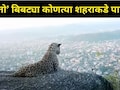Leopard News: खतरनाक बिबट्या डोंगरावर पोहोचला! 'या' शहरावर आहे नजर, फोटो शेअर करत मुख्यमंत्री म्हणाले..