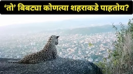 Leopard News: खतरनाक बिबट्या डोंगरावर पोहोचला! 'या' शहरावर आहे नजर, फोटो शेअर करत मुख्यमंत्री म्हणाले..
