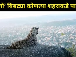 Leopard News: खतरनाक बिबट्या डोंगरावर पोहोचला! 'या' शहरावर आहे नजर, फोटो शेअर करत मुख्यमंत्री म्हणाले..