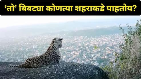 Leopard News: खतरनाक बिबट्या डोंगरावर पोहोचला! 'या' शहरावर आहे नजर, फोटो शेअर करत मुख्यमंत्री म्हणाले..