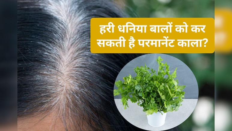 धनिया का पानी सफेद बालों को परमानेंट काला कर सकता है? जानिए फायदे और इस्तेमाल का आसान तरीका
