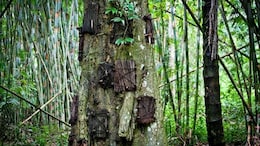 Why This Indonesian Tribe Once Buried Dead Babies Inside Living Trees