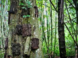 Why This Indonesian Tribe Once Buried Dead Babies Inside Living Trees