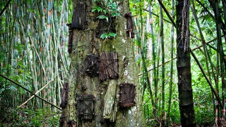 Why This Indonesian Tribe Once Buried Dead Babies Inside Living Trees