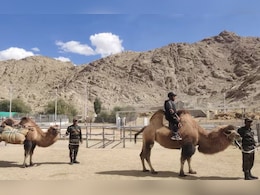 दो कूबड़ वाले ऊंट की क्या होती है खासियत, सेना क्यों करती है इनका इस्तेमाल?