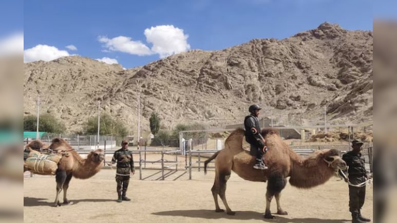 दो कूबड़ वाले ऊंट की क्या होती है खासियत, सेना क्यों करती है इनका इस्तेमाल?