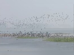 कटिहार के गोगाबिल झील को मिली अंतर्राष्ट्रीय पहचान, हर साल लाखों प्रवासी पक्षियों पाते हैं आश्रय
