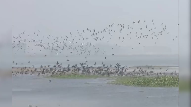 कटिहार के गोगाबिल झील को मिली अंतर्राष्ट्रीय पहचान, हर साल लाखों प्रवासी पक्षियों पाते हैं आश्रय