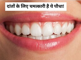 दांतों के लिए चमत्कारी है ये पौधा, पाउडर और पत्ते दोनों करते हैं रामबाण का काम