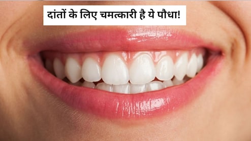 दांतों के लिए चमत्कारी है ये पौधा, पाउडर और पत्ते दोनों करते हैं रामबाण का काम