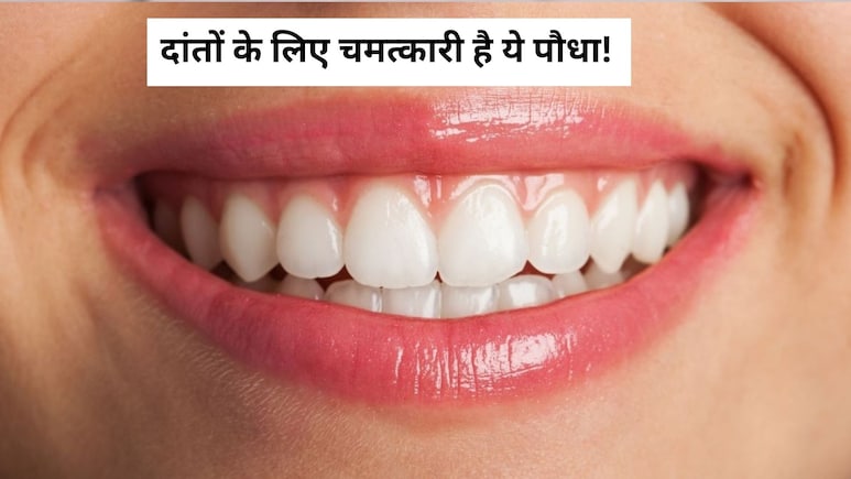 दांतों के लिए चमत्कारी है ये पौधा, पाउडर और पत्ते दोनों करते हैं रामबाण का काम