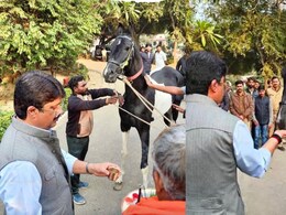राजा भैया का शाही अंदाज, तोहफे में मिला डेढ़ करोड़ का मारवाड़ी घोड़ा, साथ में लाया अपना पासपोर्ट भी