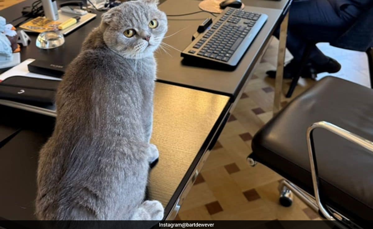 Belgium PM's Cat Maximus Gains Fame