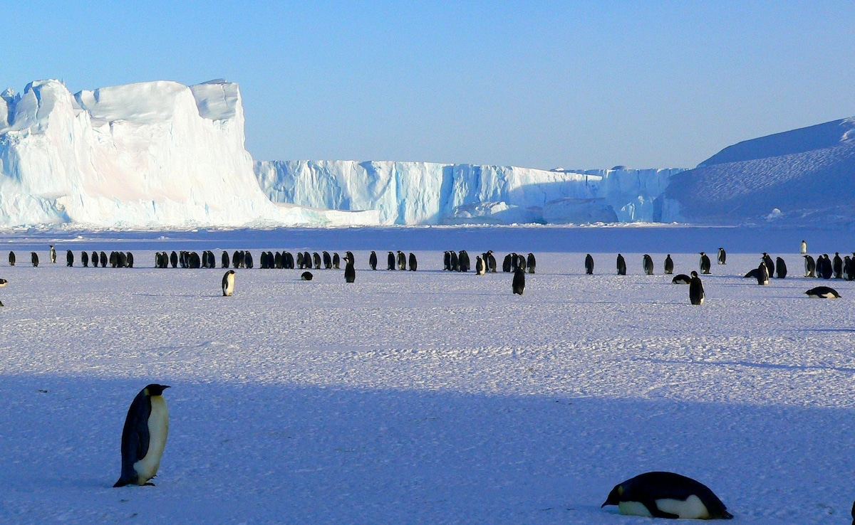 Man Gets Rs 1.3 Crore Job Offer In Antarctica, Debates Accepting It: '6 Months Is A Long Time'