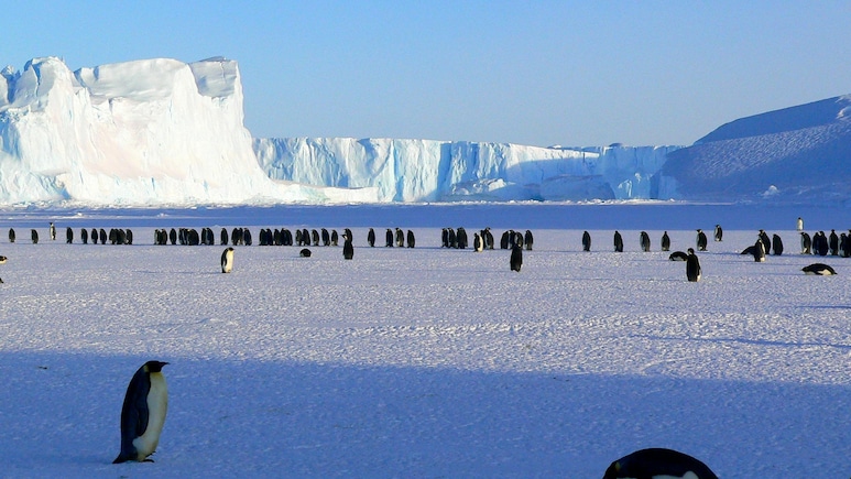 Man Gets Rs 1.3 Crore Job Offer In Antarctica, Debates Accepting It: '6 Months Is A Long Time'