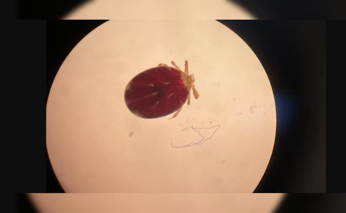 Latest and Breaking News on NDTV