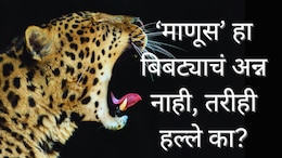 Leopard Attack : बिबट्या माणूस खात नाही, ते त्याचं अन्न नाही; तरीही हल्ला का करतो?&nbsp;तज्ज्ञ म्हणाले...