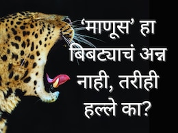 Leopard Attack : बिबट्या माणूस खात नाही, ते त्याचं अन्न नाही; तरीही हल्ला का करतो?&nbsp;तज्ज्ञ म्हणाले...