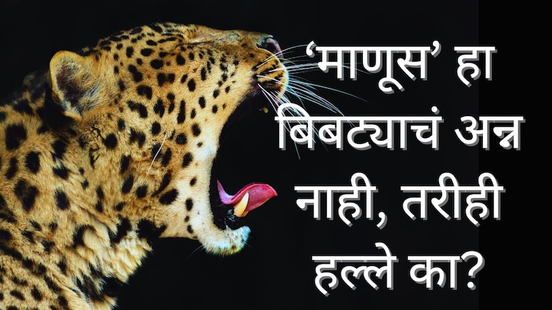 Leopard Attack : बिबट्या माणूस खात नाही, ते त्याचं अन्न नाही; तरीही हल्ला का करतो? तज्ज्ञ म्हणाले...