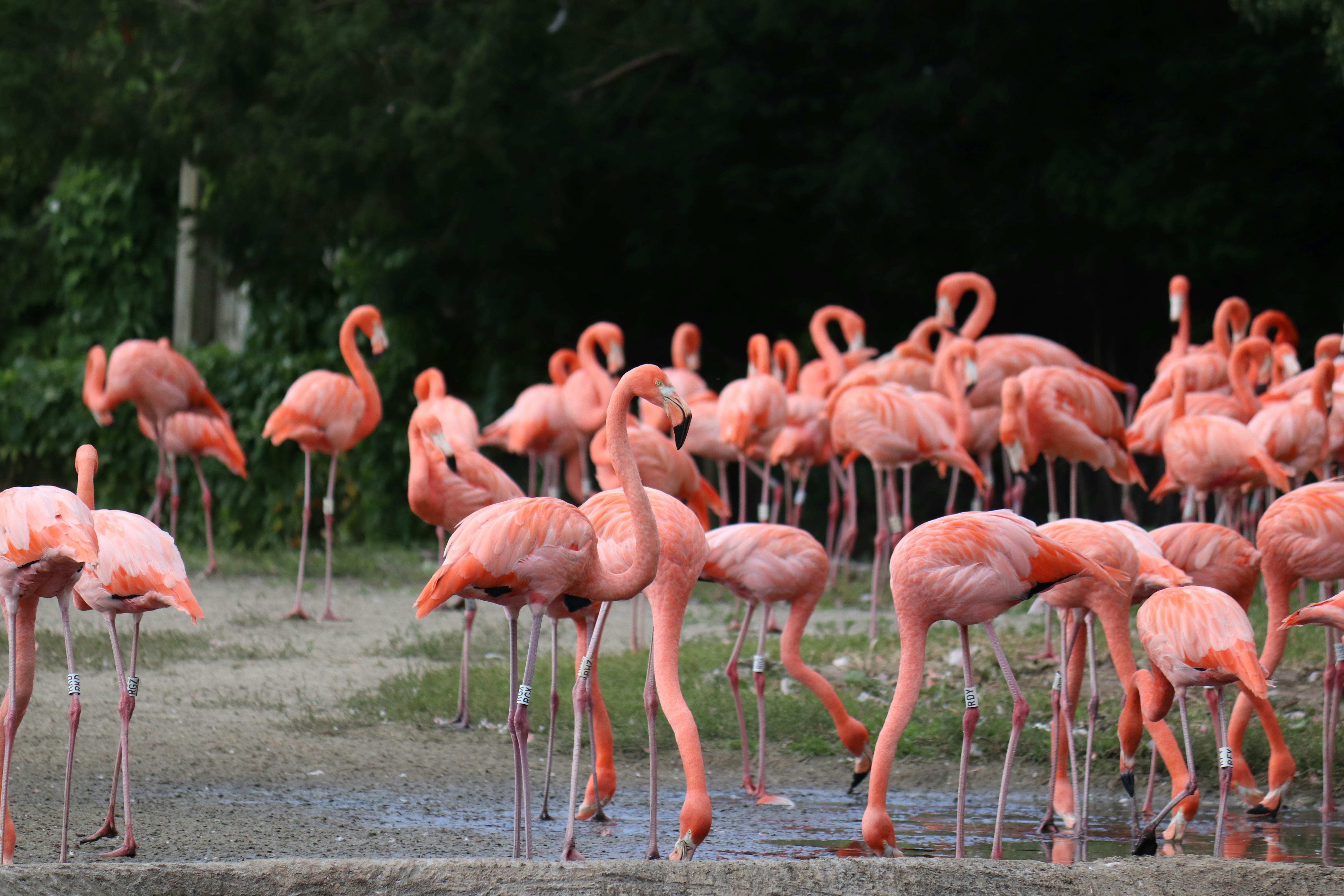 Flamingo Season In Maharashtra: Discover 8 Best Spots To See The Pink Spectacle