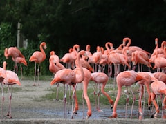 Flamingo Season In Maharashtra: Discover 8 Best Spots To See The Pink Spectacle
