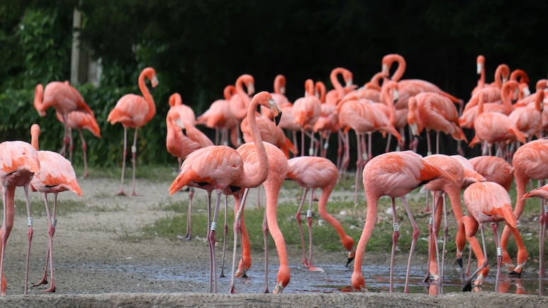 Flamingo Season In Maharashtra: Discover 8 Best Spots To See The Pink Spectacle