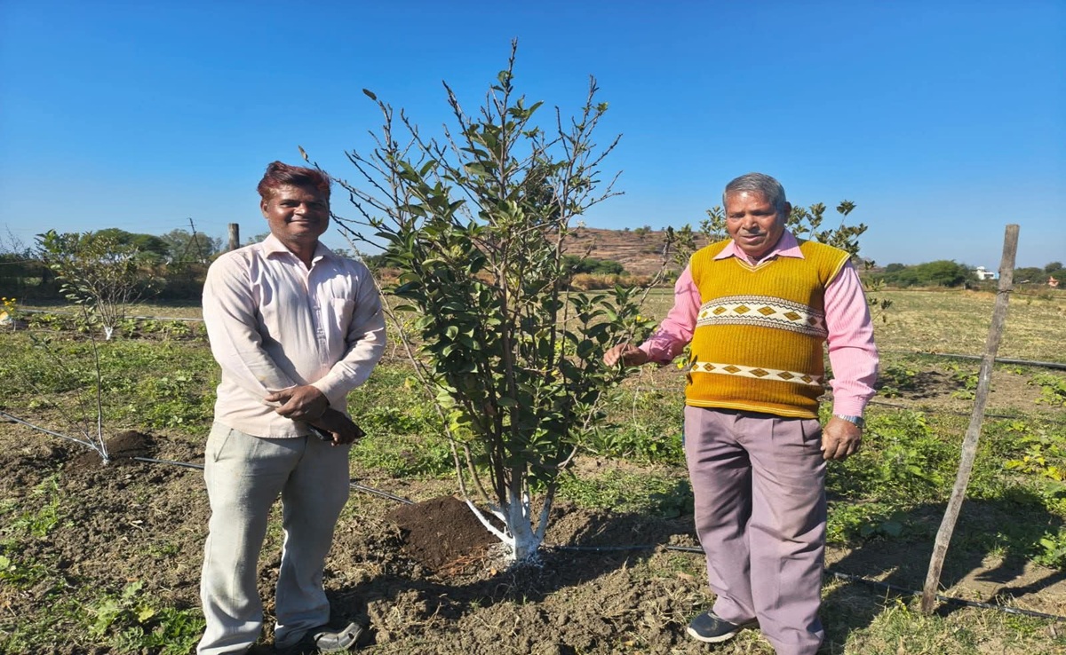Apple Cultivation in MP: विदिशा के किसान का कमाल; शिमला-कश्मीर वाले सेब की खेती से बनाई पहचान