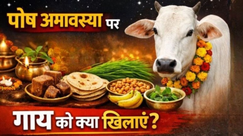 Paush Amavasya 2025: अमावस्या पर गाय को क्या खिलाना चाहिए? ज्योतिर्विद ने बताया आज ये चीजें खिलाने से घर में कभी नहीं रहेगी अन्न-धन की कमी