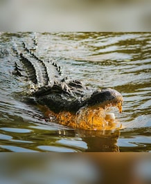 How Crocodiles Survive Icy Conditions