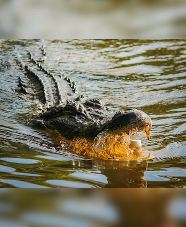 How Crocodiles Survive Icy Conditions
