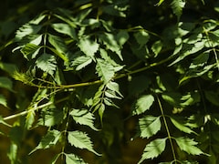 8 Powerful Health Benefits Of Neem: Reasons To Add It To Your Diet Today