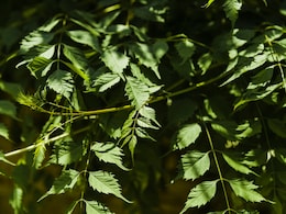 8 Powerful Health Benefits Of Neem: Reasons To Add It To Your Diet Today