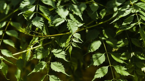 8 Powerful Health Benefits Of Neem: Reasons To Add It To Your Diet Today