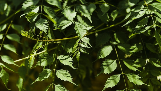 Science-backed health benefits of neem.