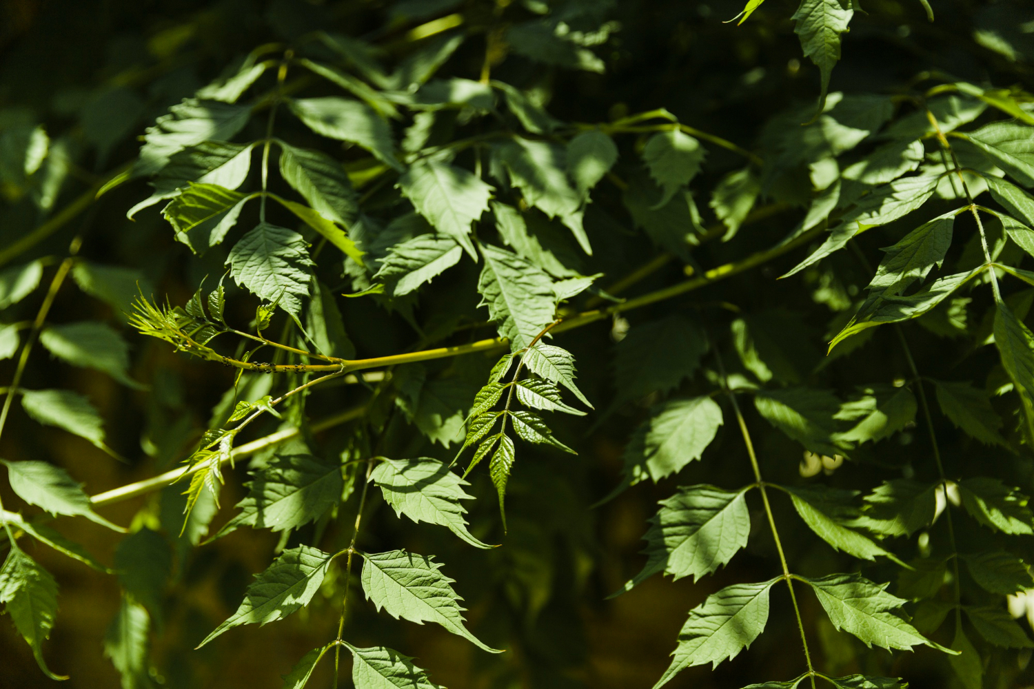 Science-backed health benefits of neem.