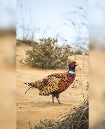 Do Birds, Like Other Animals, Possess Weapons