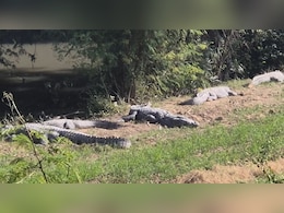 क‍िसानों के दोस्‍त बन गए मगरमच्‍छ, ठंड शुरू होते ही खेतों में सेकते हैं धूप