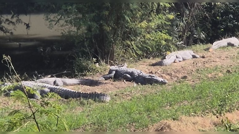 क‍िसानों के दोस्‍त बन गए मगरमच्‍छ, ठंड शुरू होते ही खेतों में सेकते हैं धूप