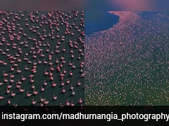 Watch: Flamingos Paint Rajasthan's Sambhar Salt Lake Pink
