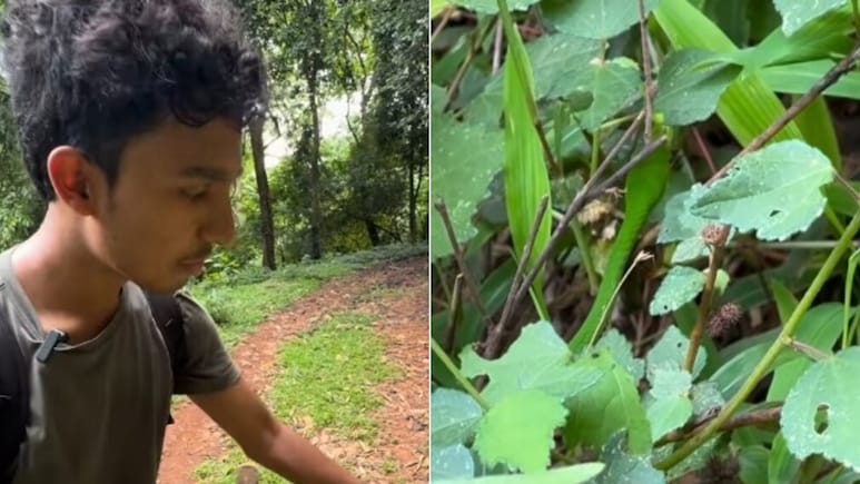 क्या आपको दिखा हरा सांप? इस वायरल VIDEO ने अच्छे-अच्छों की आंखों को धोखा दे दिया