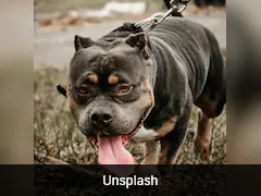 Seven Pit Bulls Maul US Man And His 3-Month-Old Granddaughter To Death