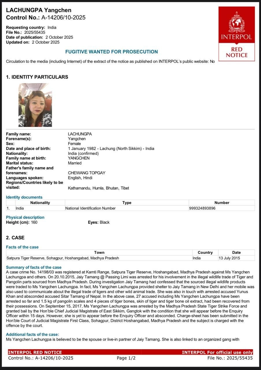 Tiger Trafficking Case MP STSF  Yangchen Lachungpa Arrested